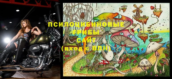 хмурый Белокуриха